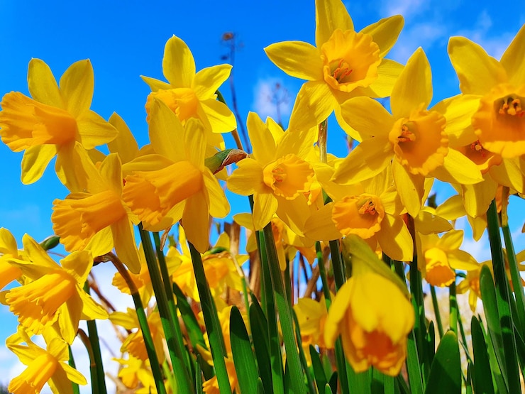 Foto close-up van een gele bloeiende plant op het veld