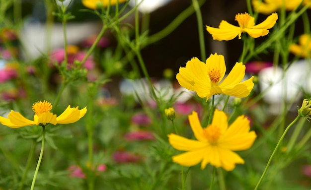 Foto close-up van een gele bloeiende plant op het veld