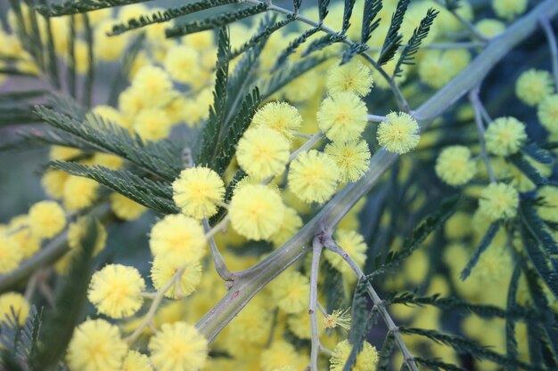 Foto close-up van een gele bloeiende plant op het veld