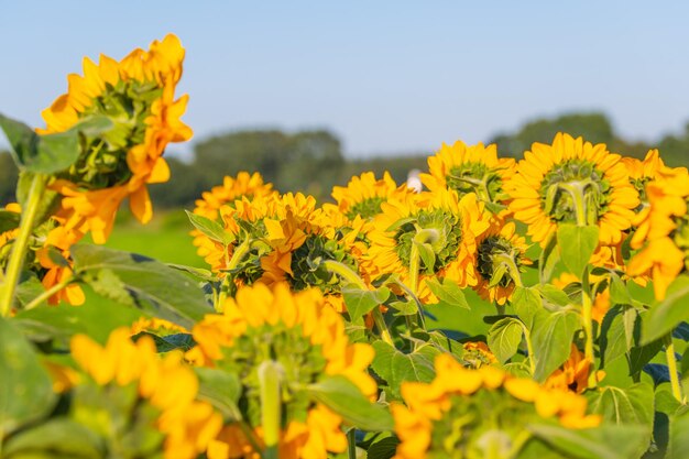 Close-up van een gele bloeiende plant op het veld