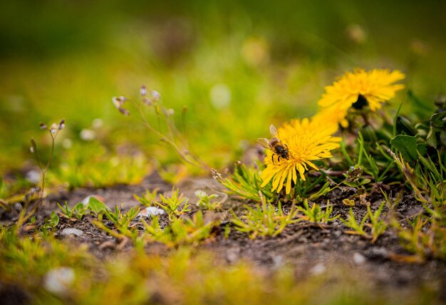 Foto close-up van een gele bloeiende plant op het veld