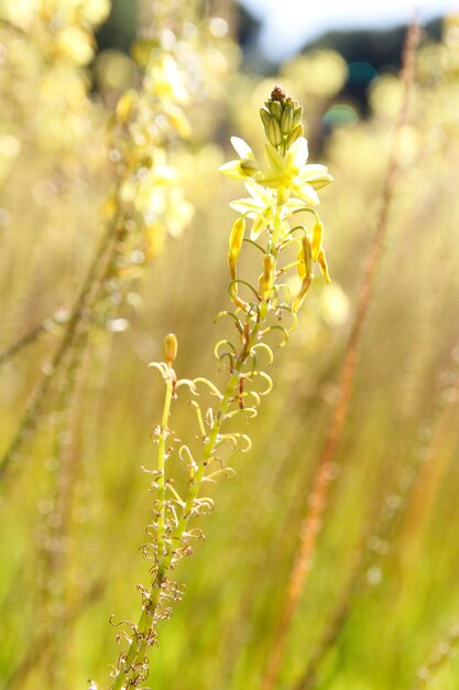 Foto close-up van een gele bloeiende plant op het veld