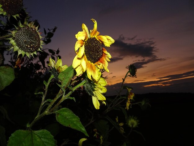 Foto close-up van een gele bloeiende plant tegen de hemel bij zonsondergang