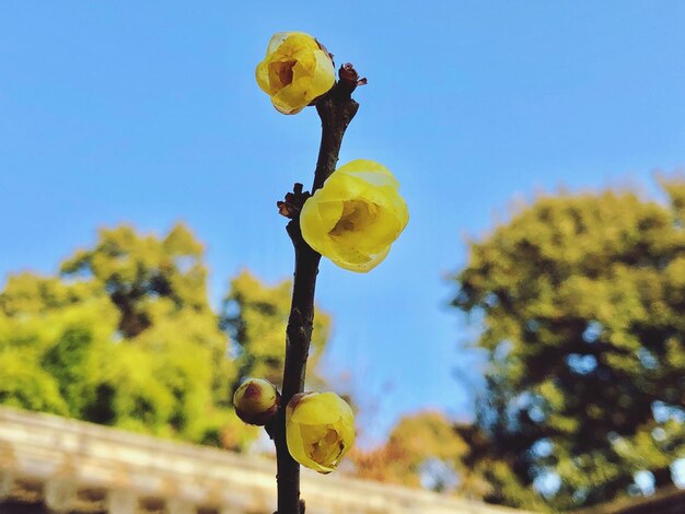 Foto close-up van een gele bloeiende plant tegen de lucht