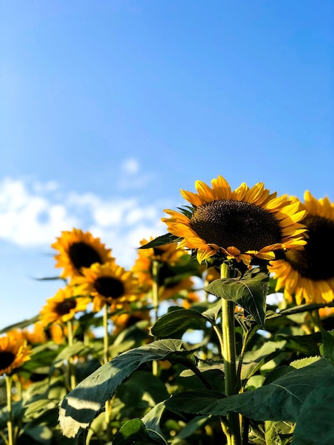 Close-up van een gele bloeiende plant tegen de lucht