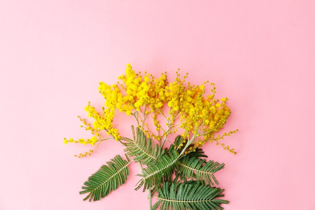 Close-up van een gele bloeiende plant tegen een roze achtergrond
