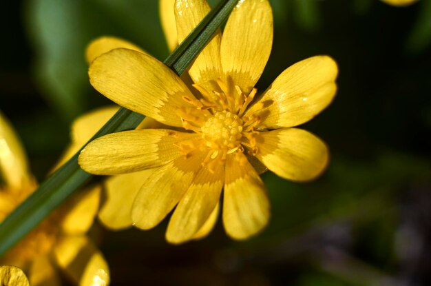 Foto close-up van een gele bloeiende plant