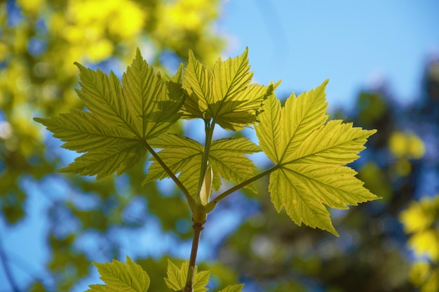 Foto close-up van een gele bloeiende plant