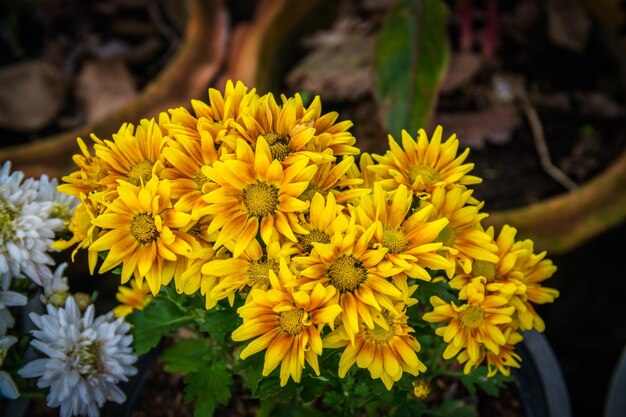 Foto close-up van een gele bloeiende plant