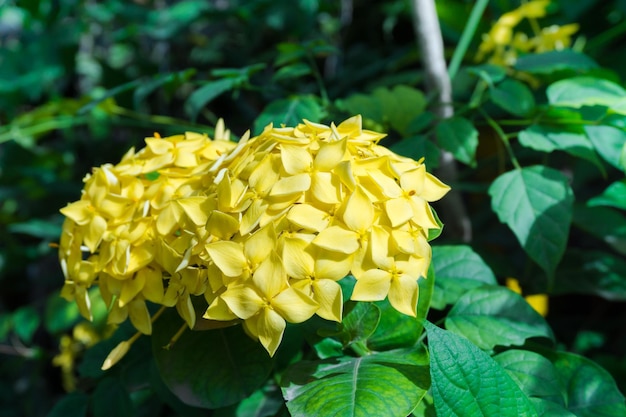 Foto close-up van een gele bloeiende plant