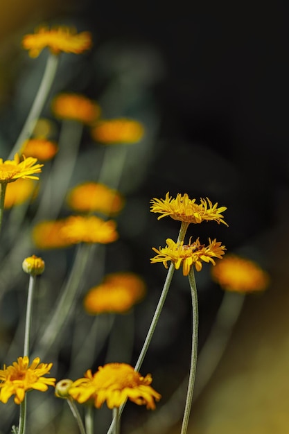 Foto close-up van een gele bloeiende plant
