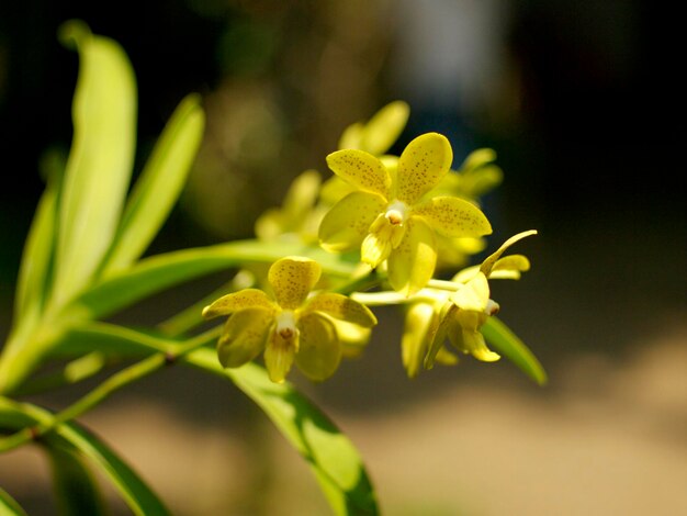 Foto close-up van een gele bloeiende plant