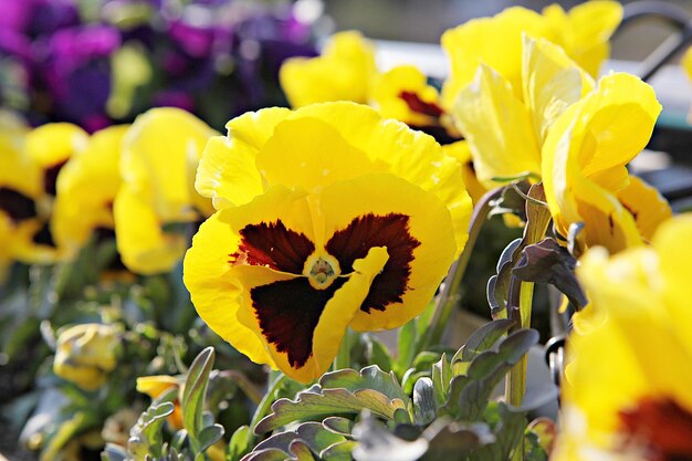 Close-up van een gele bloeiende plant