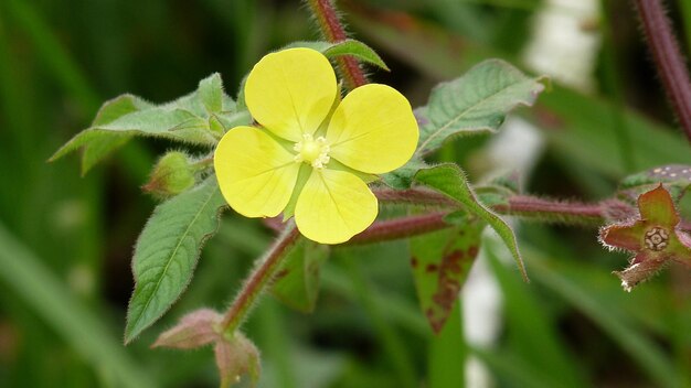 Foto close-up van een gele bloeiende plant