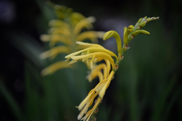 Foto close-up van een gele bloeiende plant