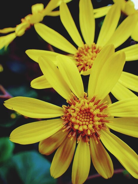 Foto close-up van een gele bloeiende plant