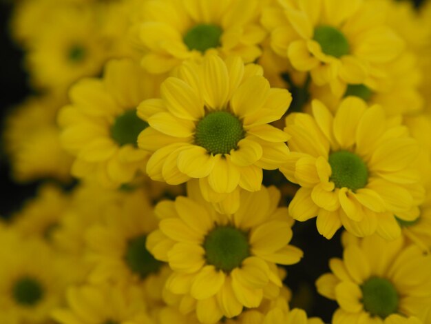 Foto close-up van een gele bloeiende plant