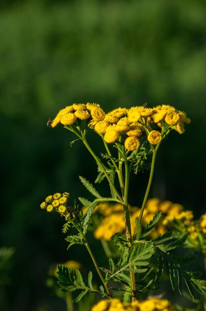 Foto close-up van een gele bloeiende plant