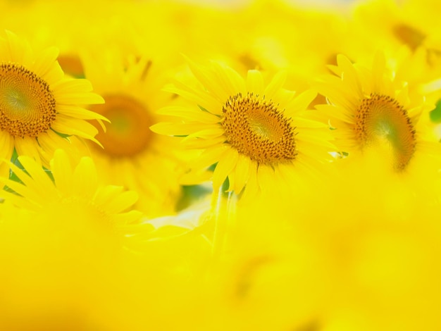 Foto close-up van een gele bloeiende plant