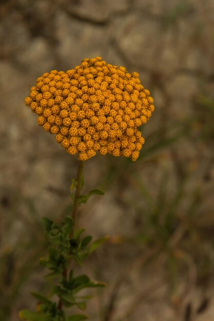 Foto close-up van een gele bloeiende plant