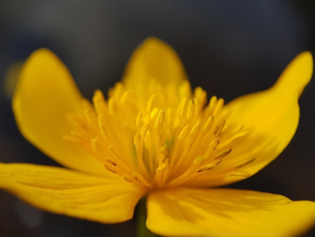 Foto close-up van een gele bloeiende plant