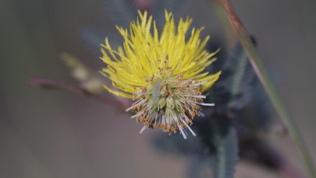 Foto close-up van een gele bloeiende plant