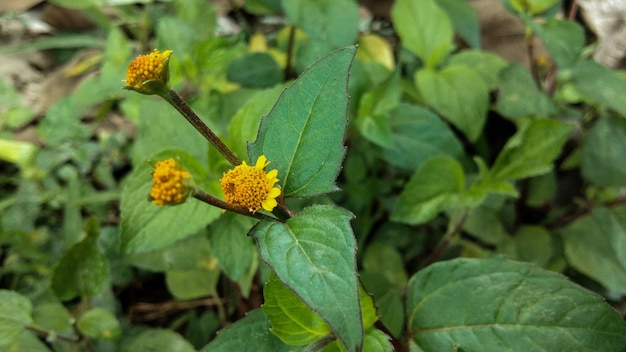 Foto close-up van een gele bloeiende plant