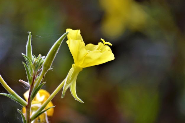 Close-up van een gele bloeiende plant