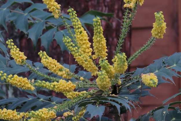 Foto close-up van een gele bloeiende plant