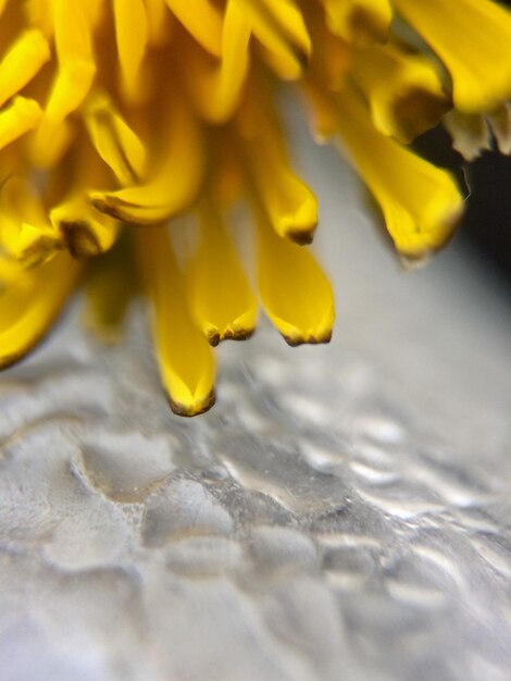 Foto close-up van een gele bloeiende plant