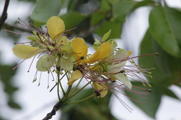 Close-up van een gele bloeiende plant