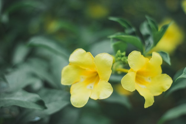 Close-up van een gele bloeiende plant