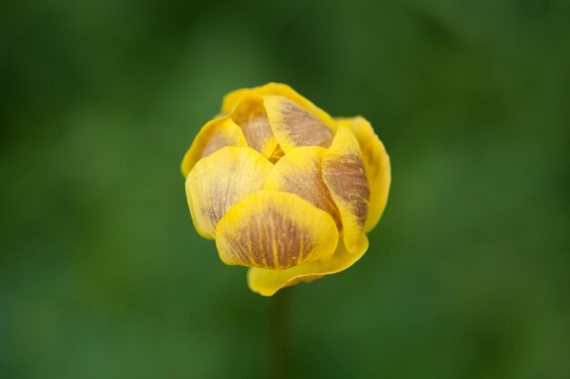 Foto close-up van een gele bloeiende plant