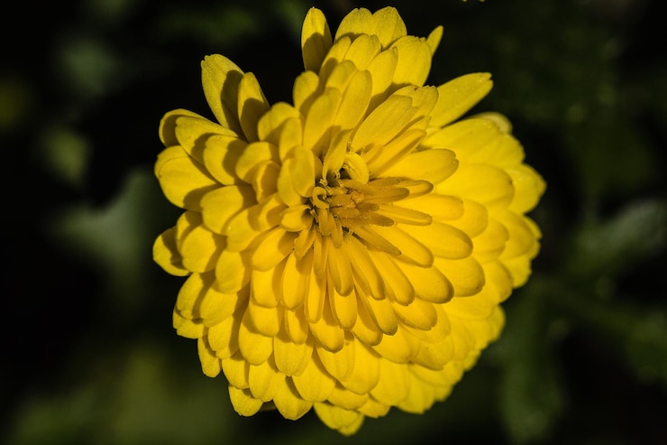 Foto close-up van een gele bloeiende plant
