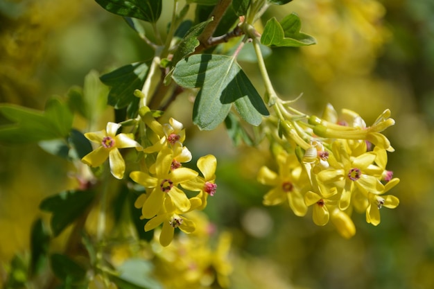 Close-up van een gele bloeiende plant