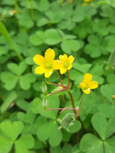 Close-up van een gele bloeiende plant