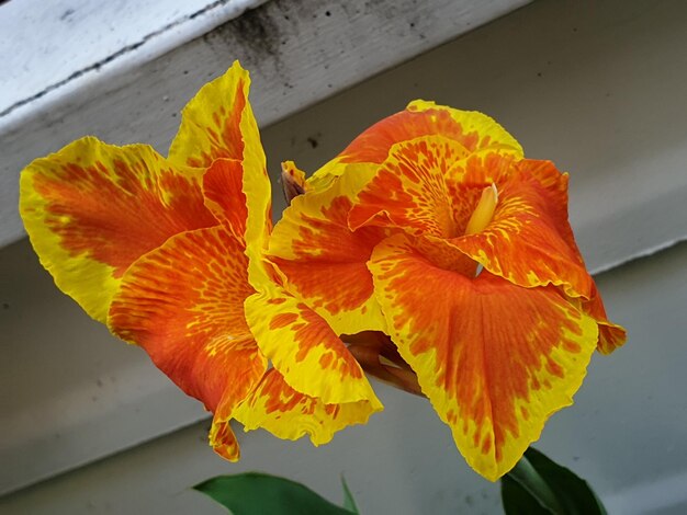 Foto close-up van een gele bloeiende plant