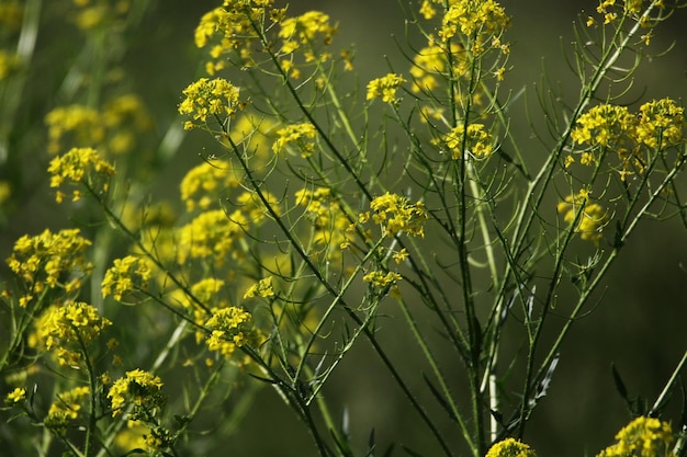 Foto close-up van een gele bloeiende plant