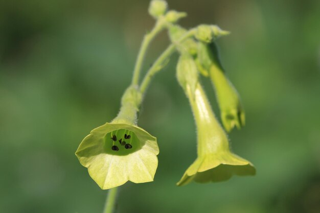 Foto close-up van een gele bloeiende plant