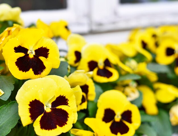 Foto close-up van een gele bloeiende plant