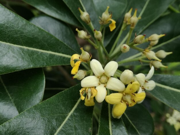 Close-up van een gele bloeiende plant