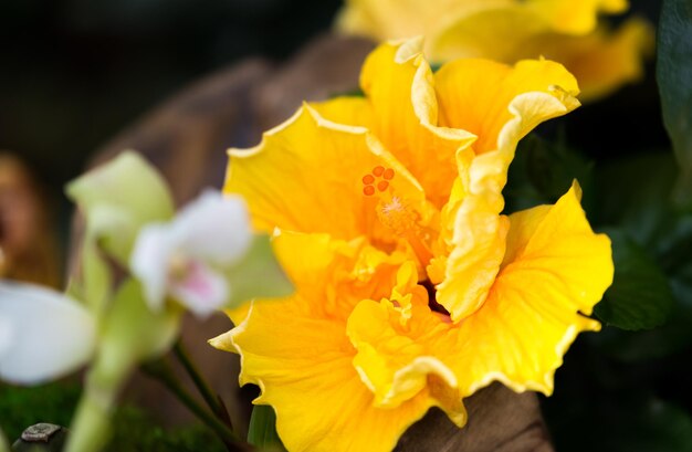 Foto close-up van een gele bloeiende plant