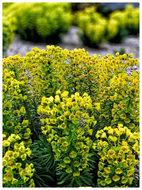 Foto close-up van een gele bloeiende plant