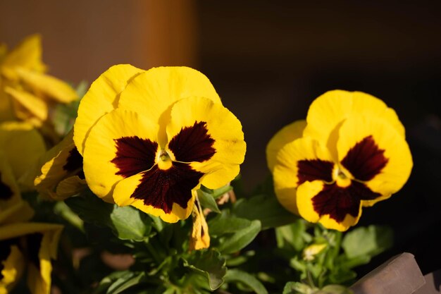 Foto close-up van een gele bloeiende plant