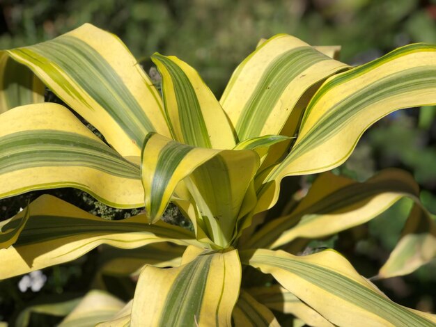 Foto close-up van een gele bloeiende plant