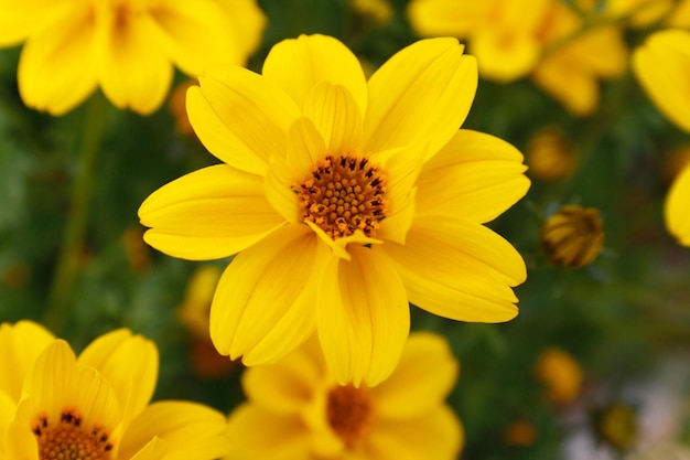 Close-up van een gele bloeiende plant