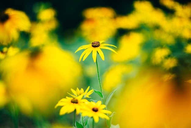 Close-up van een gele bloeiende plant