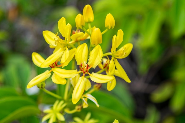 Foto close-up van een gele bloeiende plant