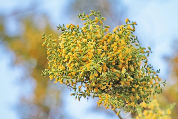 Foto close-up van een gele bloeiende plant