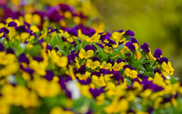 Foto close-up van een gele bloeiende plant